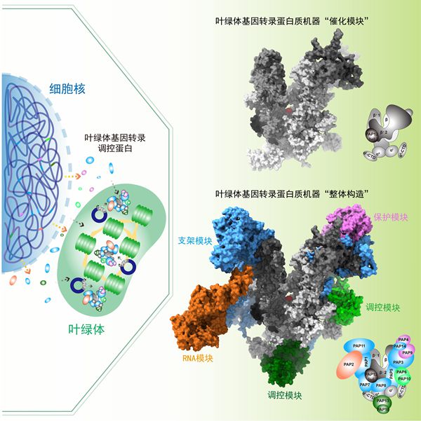 开云上海科学家领衔填补细胞“CPU”最难拼图 成果登上国际顶尖期刊Cell封面(图2)
