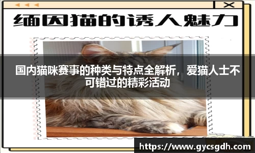 国内猫咪赛事的种类与特点全解析，爱猫人士不可错过的精彩活动